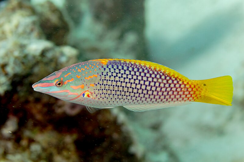 Wrasses