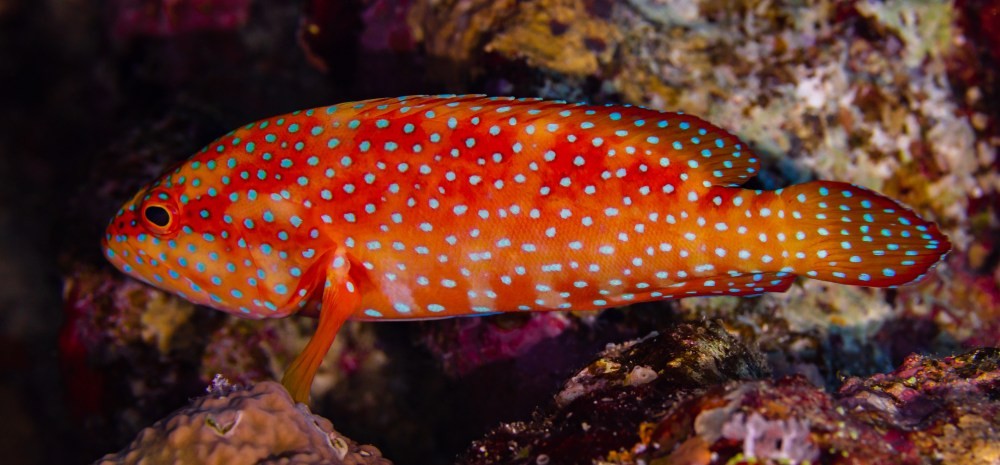 groupers