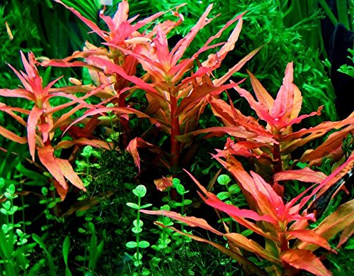 Ammannia Gracilis