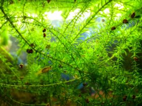 Anacharis Aquarium Plant 1
