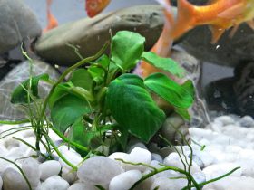 Anubias Aquarium Plant 1