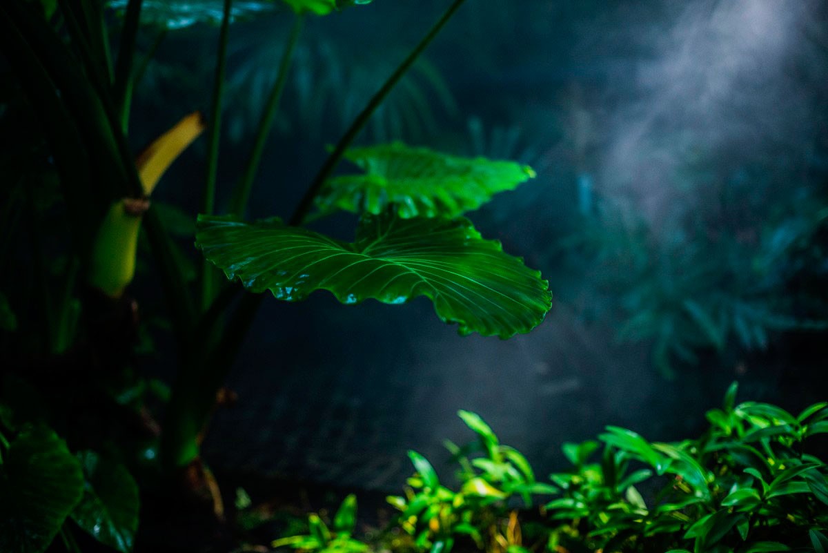 Aquarium Plant Deficiencies