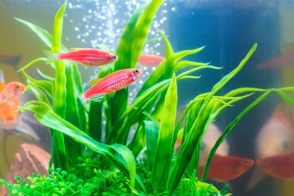 Aquarium Plants 2 - aquatics kingdom