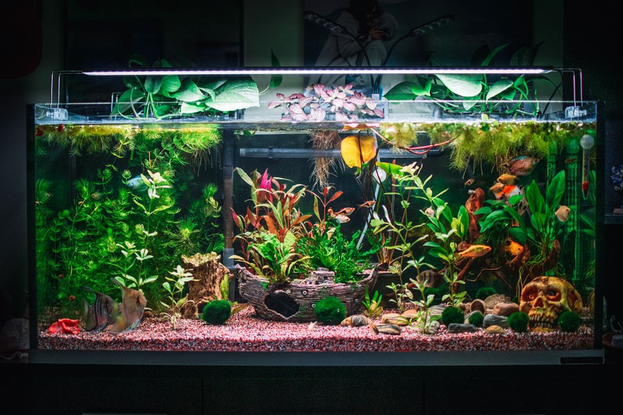 Aquarium Plants 4