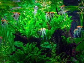 Aquarium Plants From Seeds 1