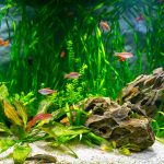 Aquarium Plants - aquatics kingdom