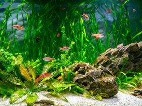 Aquarium Plants - aquatics kingdom