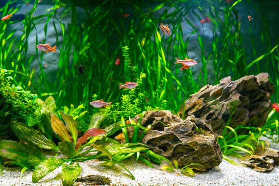 Aquarium Plants - aquatics kingdom