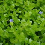 Bacopa Aquarium Plant 1