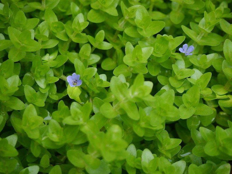 Bacopa Aquarium Plant 1