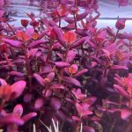 Best Pink Aquarium Plants - Bacopa salzmannii
