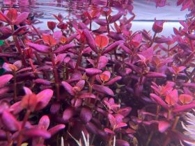 Best Pink Aquarium Plants - Bacopa salzmannii
