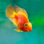 Blood Parrot Cichlid 1