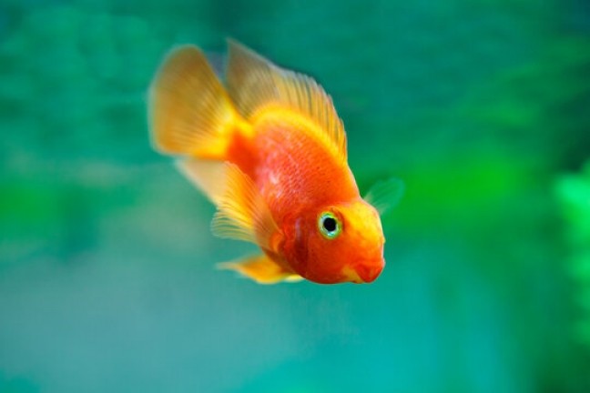 Blood Parrot Cichlid 1