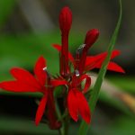Cardinal Aquarium Plant 1