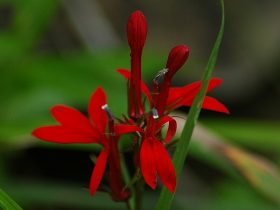Cardinal Aquarium Plant 1