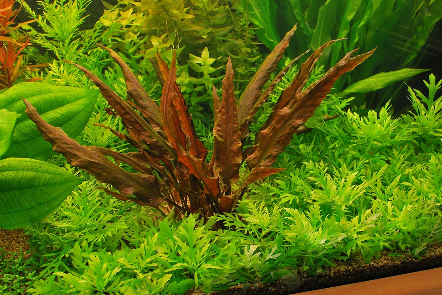 Cryptocoryne Wendtii 'Red'