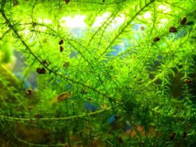 Elodea Plant Care Guide 1