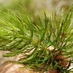 Hornwort Aquarium Plant 1