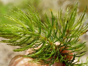 Hornwort Aquarium Plant 1