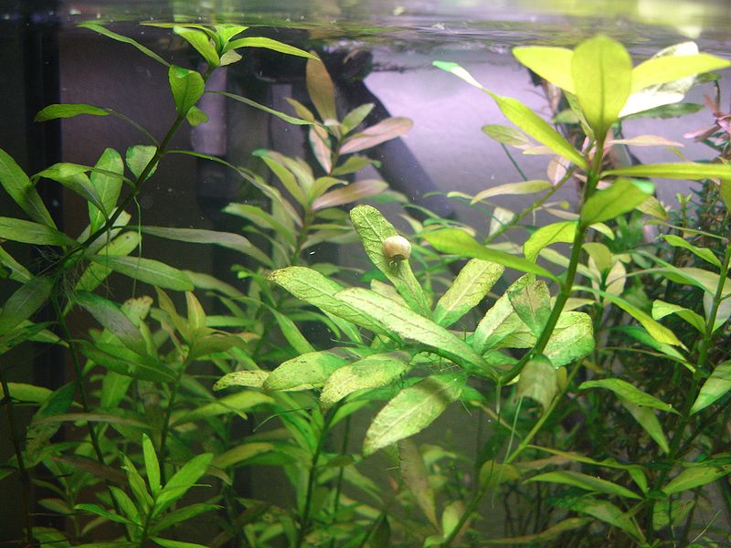 Hygrophila Polysperma 366