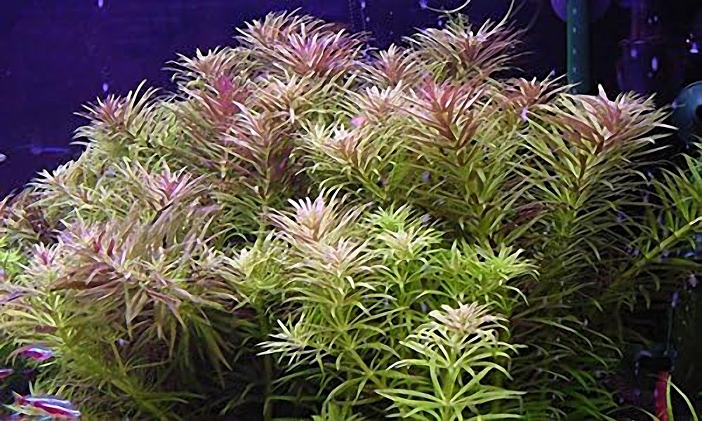 Limnophila-Aromatica