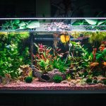 Low Tech Planted Aquarium 1