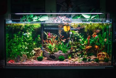 Low Tech Planted Aquarium 1