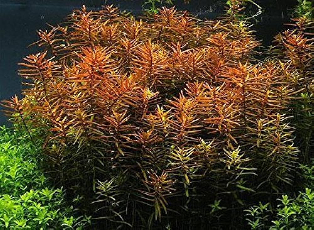 Ludwigia Arcuata
