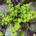 Moneywort Aquarium Plant 1