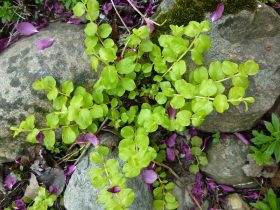 Moneywort Aquarium Plant 1