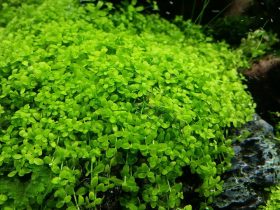 Monte Carlo Aquarium Plant 1