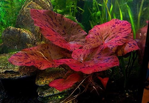 Nymphaea Lotus 'Red' red aquarium plants