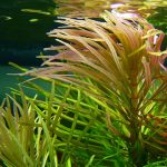Octopus Plant 1