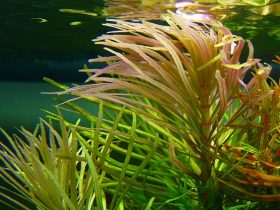 Octopus Plant 1