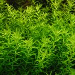 Pearlweed Aquarium Plant 1