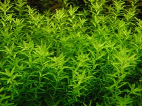 Pearlweed Aquarium Plant 1