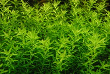 Pearlweed Aquarium Plant 1