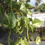 Pothos Aquarium Plant 1