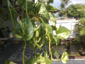 Pothos Aquarium Plant 1