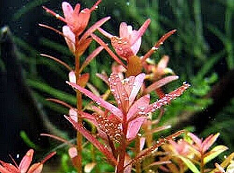 Rotala Indica