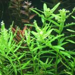 Rotala Rotundifolia 1