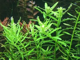Rotala Rotundifolia 1