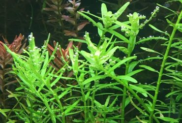 Rotala Rotundifolia 1