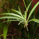 Spider Plants In Aquariums 1