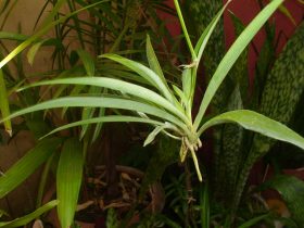 Spider Plants In Aquariums 1