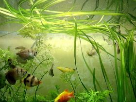 Vallisneria Plant Care Guide 1