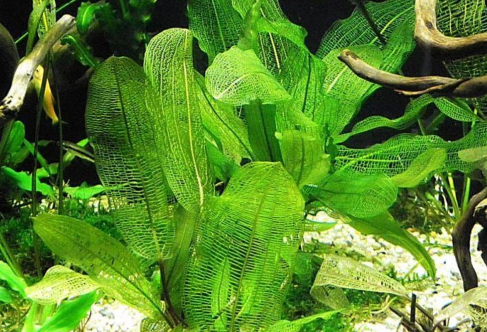 aquarium flower plants - Madagascar Lace Plant