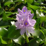 aquarium flower plants - Water Hyacinth