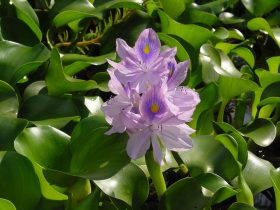 aquarium flower plants - Water Hyacinth